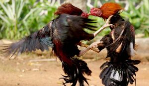 Judi Sabung Ayam Di Bawah Tol Hk Kecamatan Jabon, Polsek Dapat Jatah Upeti?