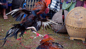 Ada Judi Sabung Ayam Di Rokwali Kecamatan Beji pasuruan