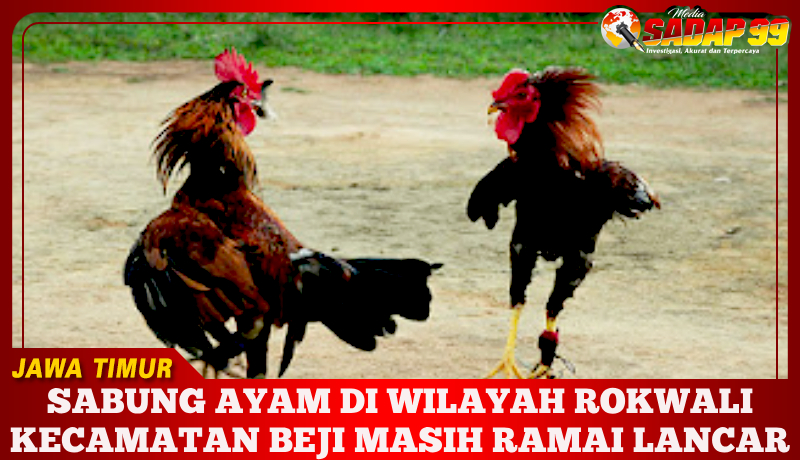 Sabung Ayam Di Wilayah Rokwali Kecamatan Beji Masih Ramai Lancar