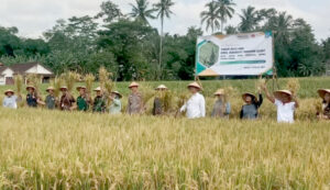 Bupati Sleman,Menghadiri Panen Raya Padi Hasil Budidaya Tanaman Sehat