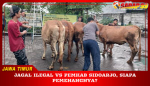 Jagal Ilegal Vs Pemkab Sidoarjo