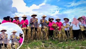 Panen Raya, Lahan Polres Trenggalek Mampu Hasilkan Jagung Hingga 6 Ton