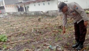 Polsek Jatiroto Kawal Ketahanan Pangan Nasional, Pantau Pertumbuhan Jagung Sehat dan Subur
