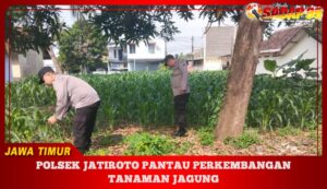 Polsek Jatiroto Pantau Perkembangan Tanaman Jagung
