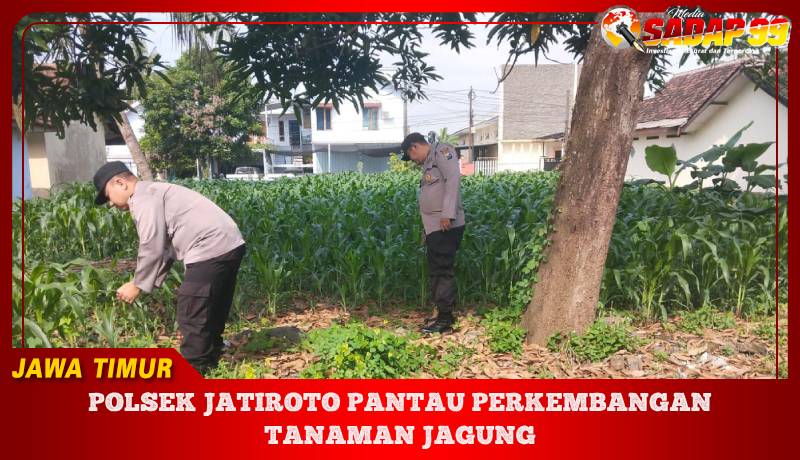 Polsek Jatiroto Pantau Perkembangan Tanaman Jagung
