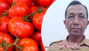 Harga Tomat Tembus Rp20.000–24.000/kg di Pasar Tradisional Jember