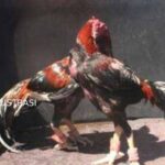 Aktifitas judi sabung ayam di Rokwali, Beji, Kasat Reskrim: Kita Tindak Tegas