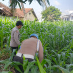 Dukung Ketahanan Pangan Nasional, Polsek Jatiroto Tinjau Lahan Jagung