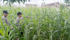 Polsek Jatiroto Tinjau Lahan Jagung, Dukung Program Ketahanan Pangan Nasional