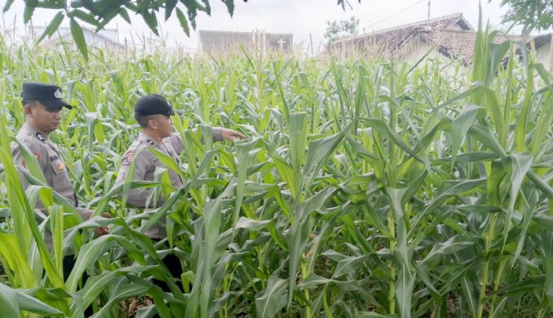 Polsek Jatiroto Tinjau Lahan Jagung, Dukung Program Ketahanan Pangan Nasional