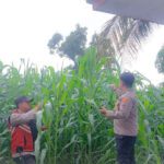 Polsek Jatiroto Lumajang Sukses Kawal Ketahanan Pangan Nasional Melalui Program Tanam Jagung